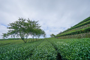 延伸閱讀：林園製茶|嘉義阿里山茶廠，走訪茶園秘境，感受茶席體驗，喝上一口好茶，帶你不一樣的茶廠玩樂去。