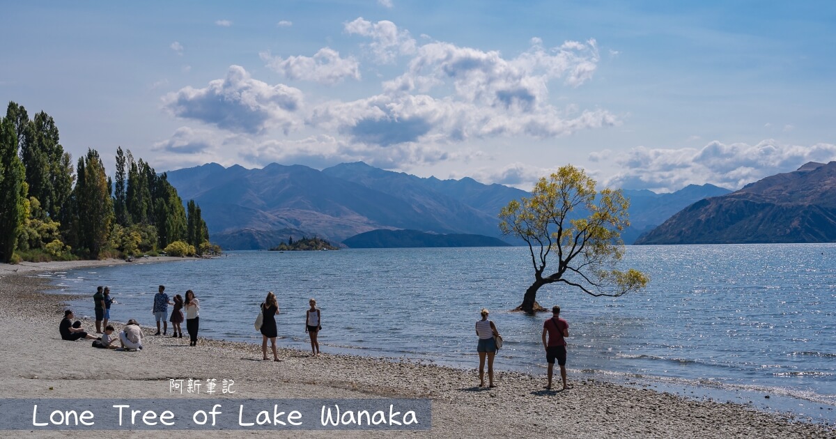 wanaka tree,瓦納卡之樹,水中樹,wanaka水中樹,紐西蘭自由行,紐西蘭自住,紐西蘭旅遊